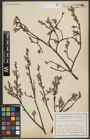 Foto von Salix aurita L.